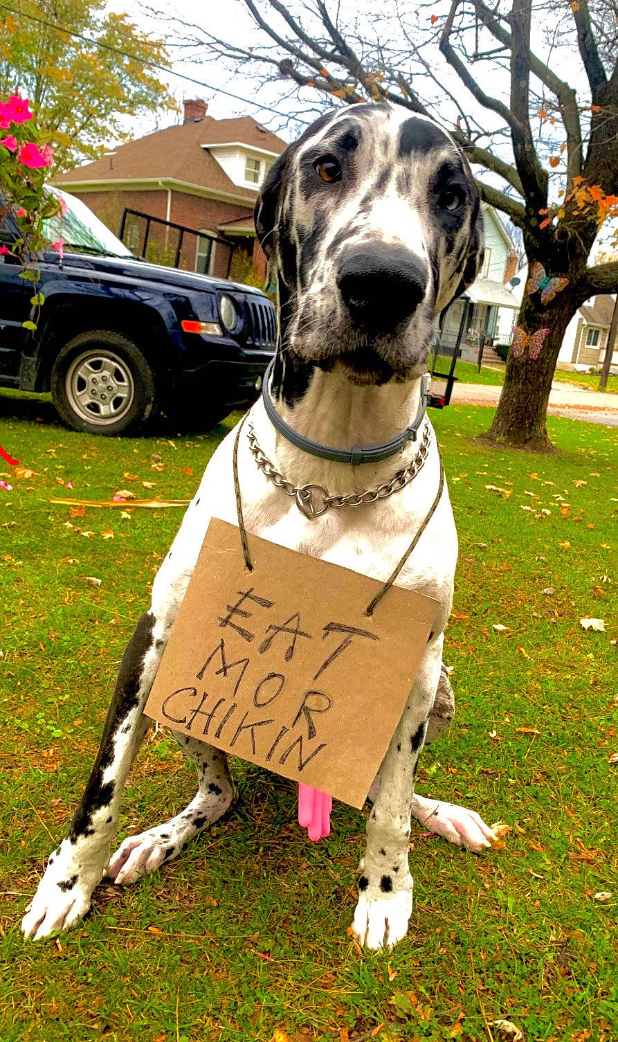 Dunkin joined the competition — help win amazing prizes! car, carnivore, collar, companion_dog, dog, dog_breed, dog_collar, dog_supply, fawn, fender, grass, great_dane, handwriting, land_vehicle, plant, tire, tree, vehicle, wheel, working_animal