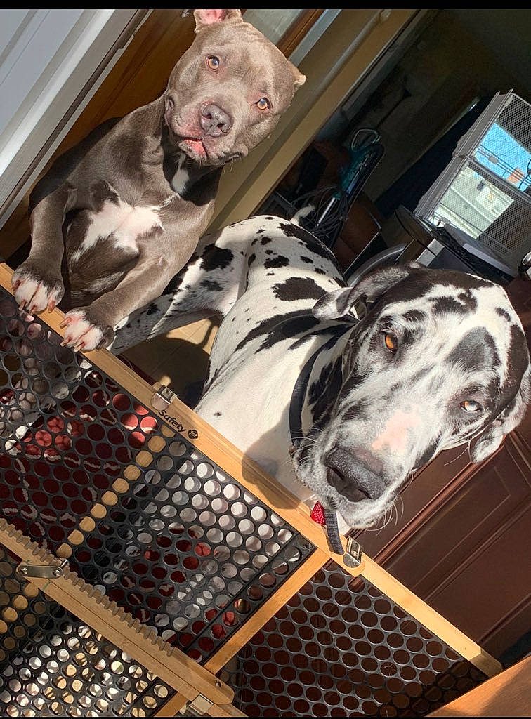 Dunkin is registered to the contest to win money with this photo: art, automotive_design, dog, fiction, fictional_character, fur, machine, metal, pattern, personal_protective_equipment, room, snout, vehicle_door