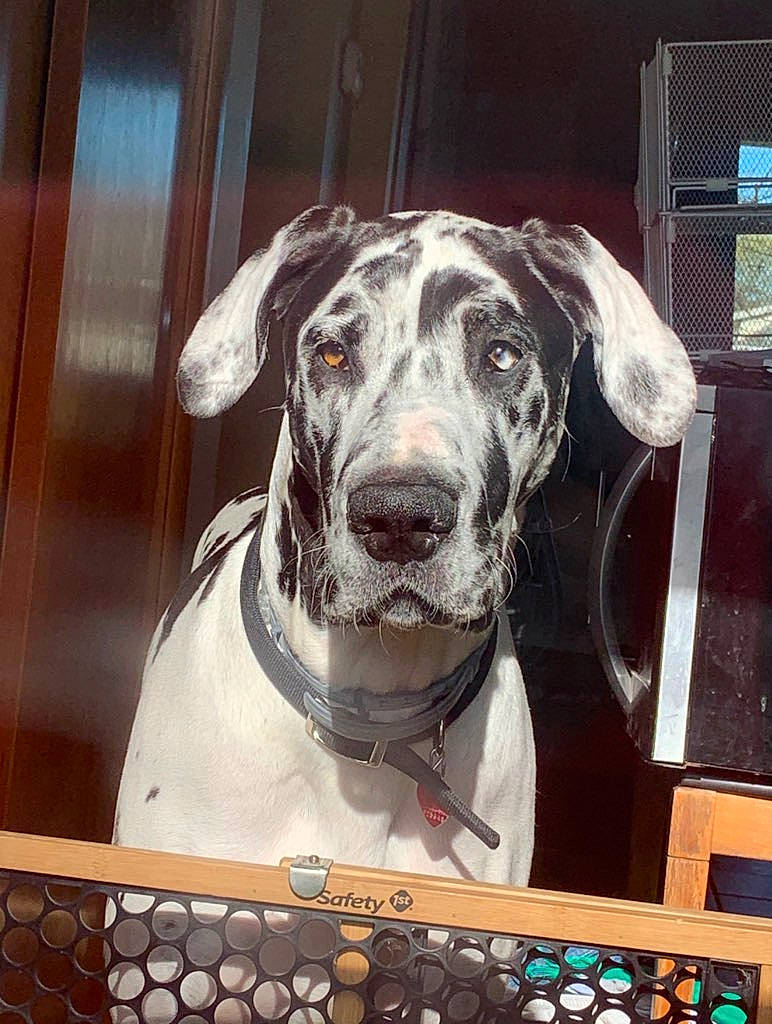 Dunkin joined the competition — help win amazing prizes! art, canidae, carnivore, companion_dog, dog, dog_breed, door, fur, metal, non_sporting_group, pet_supply, rectangle, snout, sporting_group, square, visual_arts, whiskers, window, wood, working_animal