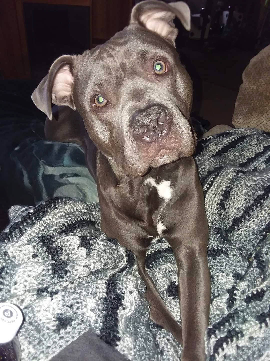 Echo joined the competition — help win amazing prizes! canidae, carnivore, comfort, companion_dog, dog, dog_breed, fawn, fur, guard_dog, liver, molosser, non_sporting_group, pit_bull, snout, sporting_group, terrestrial_animal, toy_dog, whiskers, working_animal, wrinkle