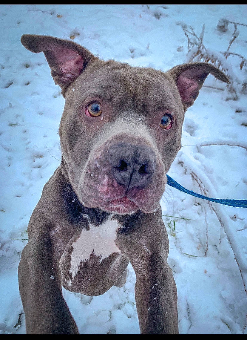 Echo is registered to the contest to win money with this photo: ancient_dog_breeds, canidae, carnivore, collar, companion_dog, cordoba_fighting_dog, dog, dog_breed, fawn, freezing, fur, non_sporting_group, precipitation, snout, snow, sporting_group, terrestrial_animal, whiskers, winter, working_animal