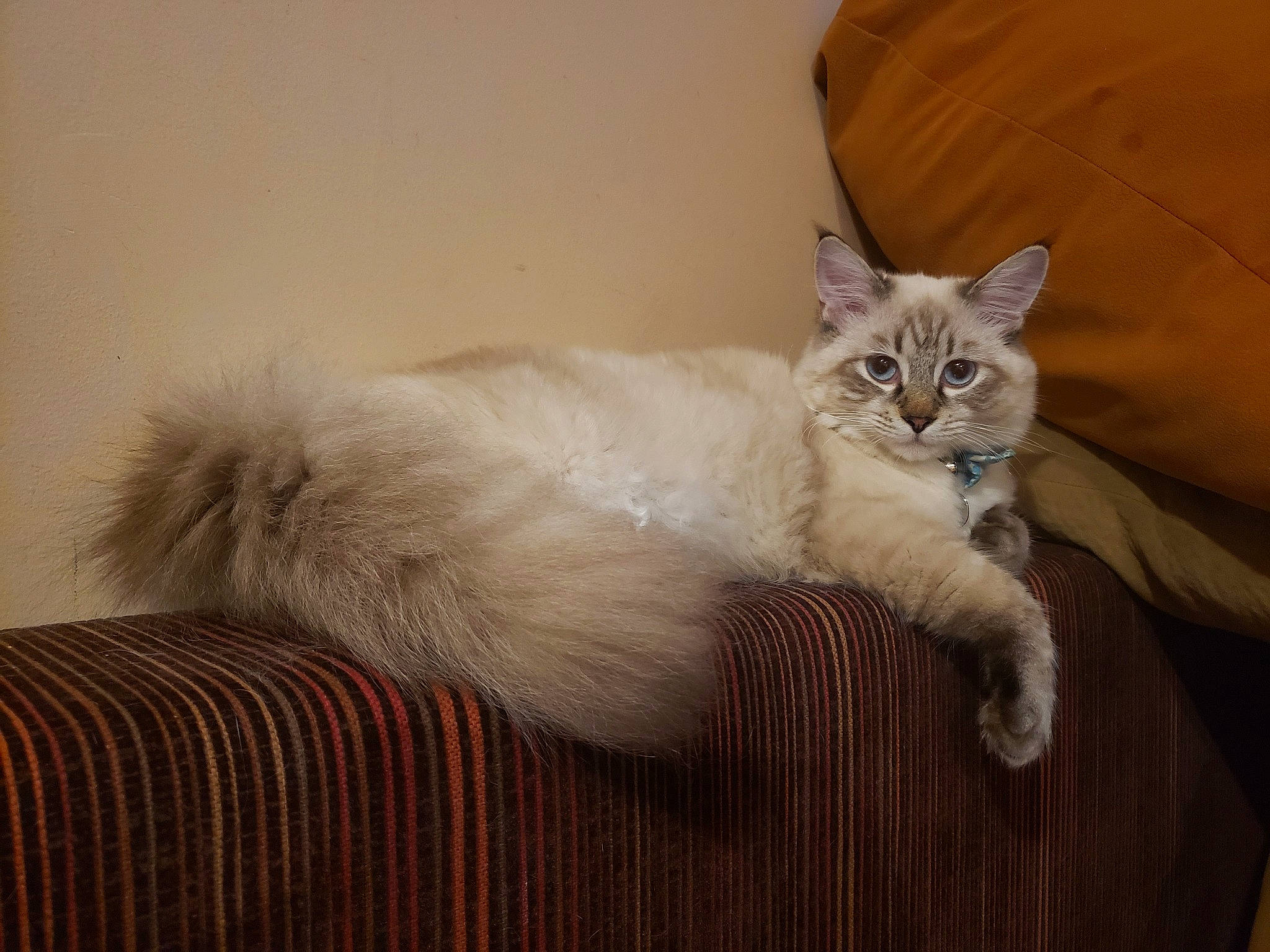 Armani is registered to the contest to win money with this photo: bed, carnivore, cat, claw, comfort, couch, domestic_short_haired_cat, fawn, felidae, flooring, fur, grey, hardwood, paw, ragdoll, small_to_medium_sized_cats, tail, whiskers, wood