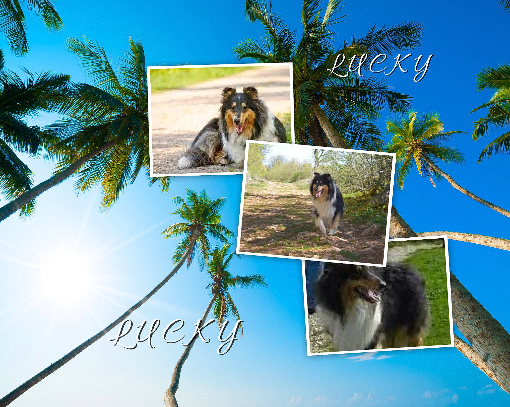 Lucky a rejoint le concours — aidez-le/la à gagner de superbes lots ! adaptation, arecales, art, collage, nature, organism, palm_tree, primate, room, tourism, travel, tree, tropics, vacation, world