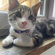 Zelda participe au concours pour gagner de l'argent avec cette photo : kitten, cat, pet, close_up, windowsill, collar, name_tag, purple_collar, fur, whiskers, pink_nose, curious_eyes, indoor, wooden_surface, natural_light, domestic_animal, cute, young_cat, resting, animal
