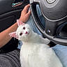 Achilles is registered to the contest to win money with this photo: cat, white_cat, fluffy, pet, animal, feline, blue_eyes, pink_nose, whiskers, sitting, lap, car, bmw, steering_wheel, interior, driver, passenger, rain, portrait, cute