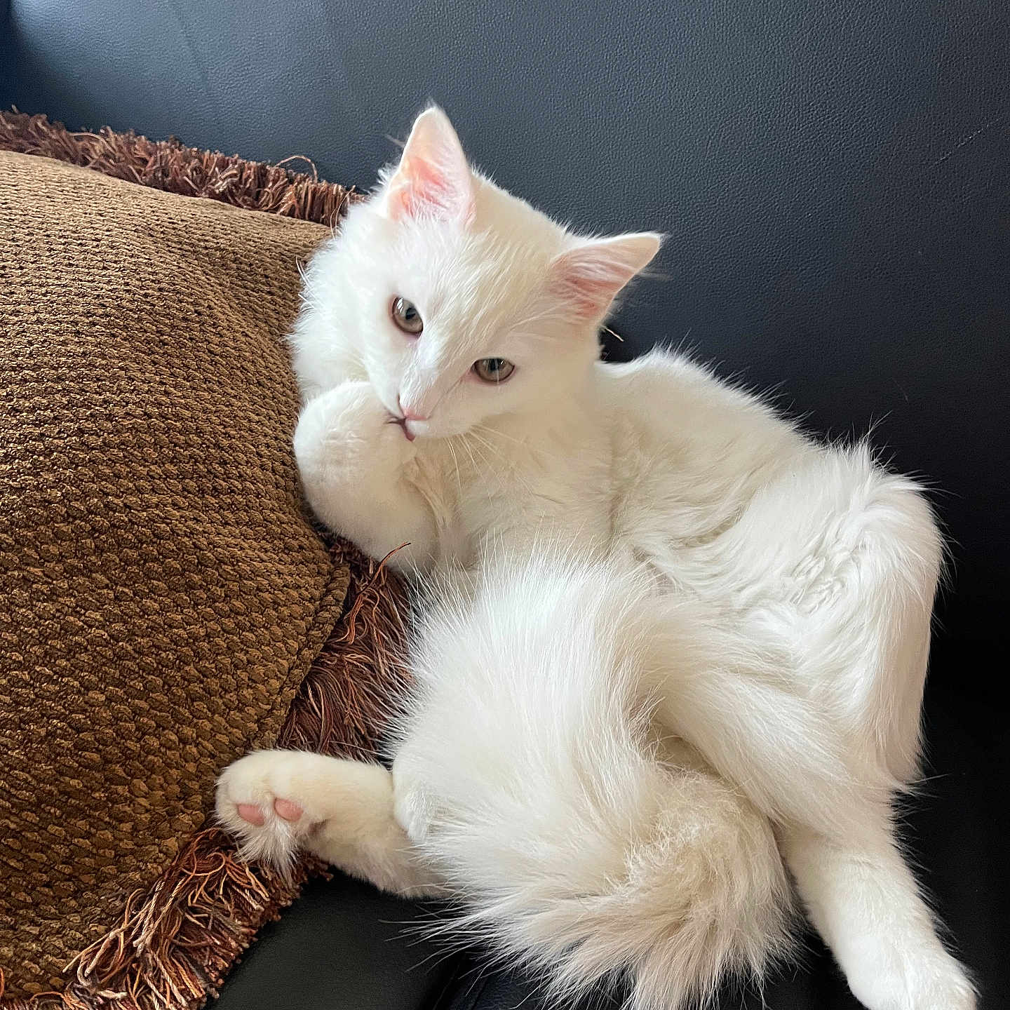 Achilles