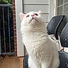Achilles is registered to the contest to win money with this photo: cat, white_cat, fluffy, long_hair, pet, animal, sitting, chair, outdoor, porch, patio, home, railing, window, siding, greenery, whiskers, pink_nose, looking_up, portrait