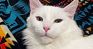 Achilles is registered to the contest to win money with this photo: cat, white_cat, fluffy, longhaired, feline, pet, animal, portrait, closeup, face, eyes, ears, whiskers, pink_nose, relaxed, lying_down, blanket, bed, indoor, patterned_fabric