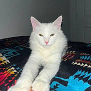 Achilles joined the competition — help win amazing prizes! cat, white_cat, fluffy, long_hair, green_eyes, pink_nose, pink_ears, whiskers, paws, sitting, pet, animal, portrait, indoors, blanket, colorful_blanket, bed, front_view, close_up, adorable