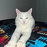 cat, white_cat, fluffy, long_hair, green_eyes, pink_nose, pink_ears, whiskers, paws, sitting, pet, animal, portrait, indoors, blanket, colorful_blanket, bed, front_view, close_up, adorable