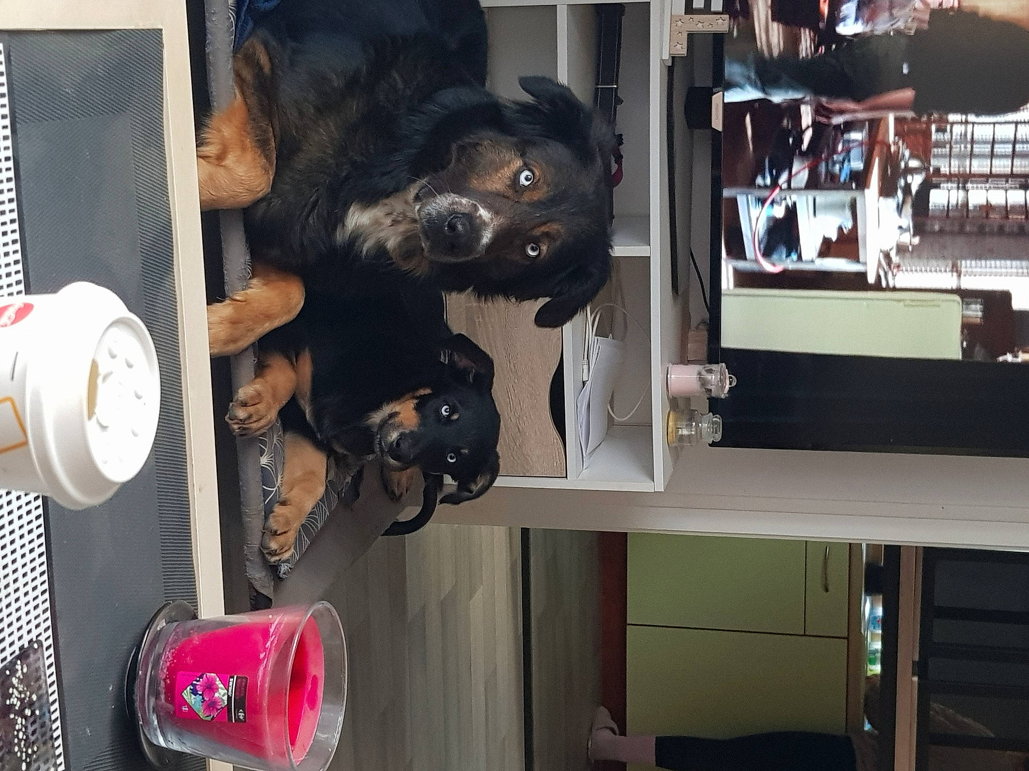 Syrius participe au concours pour gagner de l'argent avec cette photo : carnivore, dog_breed, fur, guard_dog, hat, machine, room, sporting_group