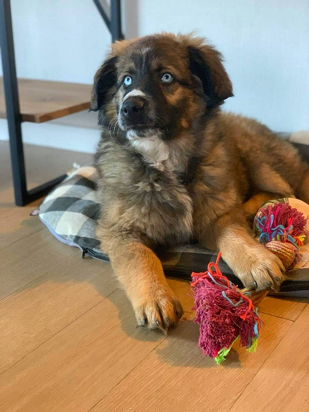 Syrius a rejoint le concours — aidez-le/la à gagner de superbes lots ! canidae, carnivore, companion_dog, dog, dog_breed, fawn, flooring, fur, hardwood, laminate_flooring, paw, plank, snout, sporting_group, terrestrial_animal, varnish, wood, wood_flooring, wood_stain, working_dog