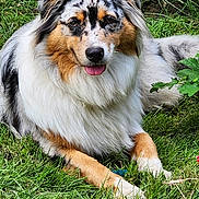Vaia participe au concours pour gagner de l'argent avec cette photo : dog, australian_shepherd, grass, outdoor, tongue_out, pet, canine, fur, laying_down, nature, animal, mammal, happy, cute, garden, playful, domestic_animal, fluffy, relaxed, summer
