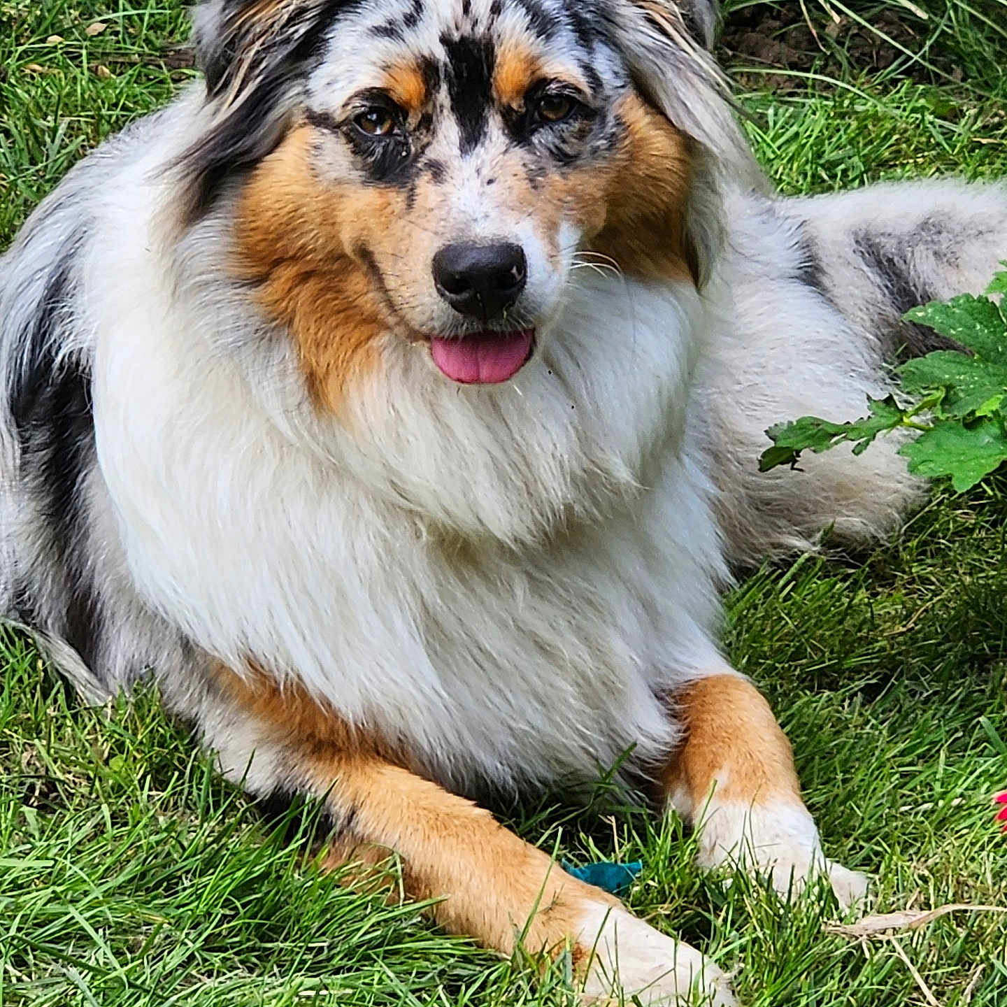 Vaia participe au concours pour gagner de l'argent avec cette photo : animal, australian_shepherd, canine, cute, dog, domestic_animal, fluffy, fur, garden, grass, happy, laying_down, mammal, nature, outdoor, pet, playful, relaxed, summer, tongue_out
