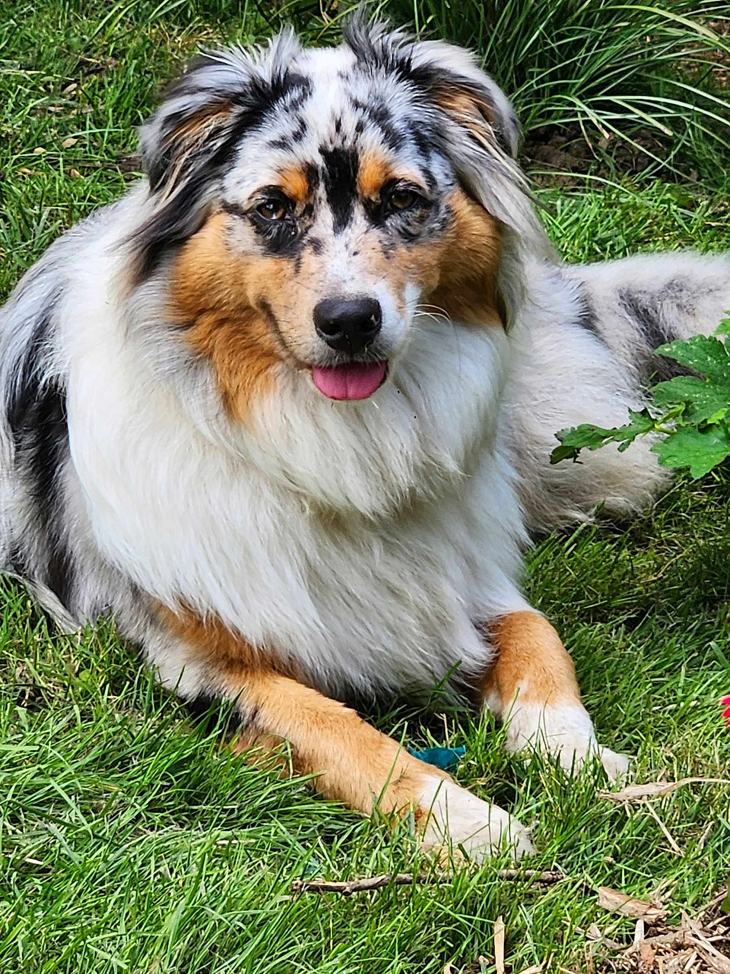 Vaia participe au concours pour gagner de l'argent avec cette photo : dog, australian_shepherd, grass, outdoor, tongue_out, pet, canine, fur, laying_down, nature, animal, mammal, happy, cute, garden, playful, domestic_animal, fluffy, relaxed, summer