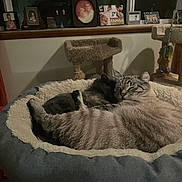 Monty And Gracie joined the competition — help win amazing prizes! animal, cat, cat_tree, cozy, curtains, domestic_animal, family_photos, feline, fur, gray_cat, home, indoor, pet_bed, quiet, relaxation, resting, sleeping, soft_texture, striped_cat, window