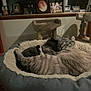 animal, cat, cat_tree, cozy, curtains, domestic_animal, family_photos, feline, fur, gray_cat, home, indoor, pet_bed, quiet, relaxation, resting, sleeping, soft_texture, striped_cat, window