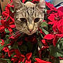 animal, cat, close_up, curious, cute, decoration, eyes, face, feline, flower, green_leaf, holiday, indoor, nature, pet, plant, poinsettia, portrait, red_flower, whiskers