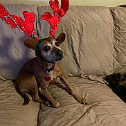 Huey is registered to the contest to win money with this photo: animal, brown_dog, canine, collar, couch, cute, dog, ears, festive, furniture, heart_shaped_tag, holiday_costume, home, indoor, looking_up, pet, quilted, reindeer_antlers, sitting, small_dog