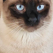 Mojito a rejoint le concours — aidez-le/la à gagner de superbes lots ! animal, blue_eyes, cat, close_up, cute, domestic_animal, ears, face, feline, fur, indoor, looking, mammal, pet, portrait, resting, siamese_cat, sitting, soft_fur, whiskers