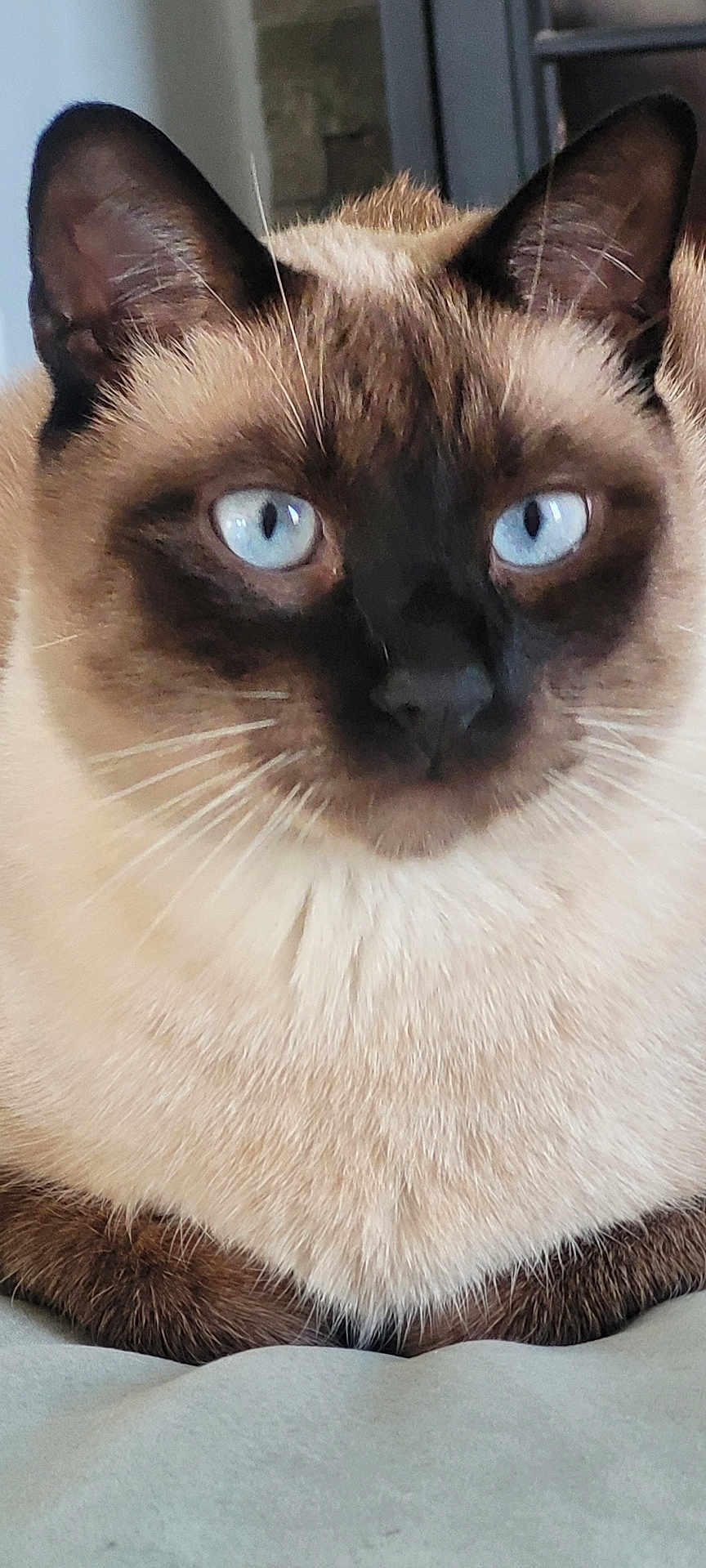 Mojito a rejoint le concours — aidez-le/la à gagner de superbes lots ! animal, blue_eyes, cat, close_up, cute, domestic_animal, ears, face, feline, fur, indoor, looking, mammal, pet, portrait, resting, siamese_cat, sitting, soft_fur, whiskers