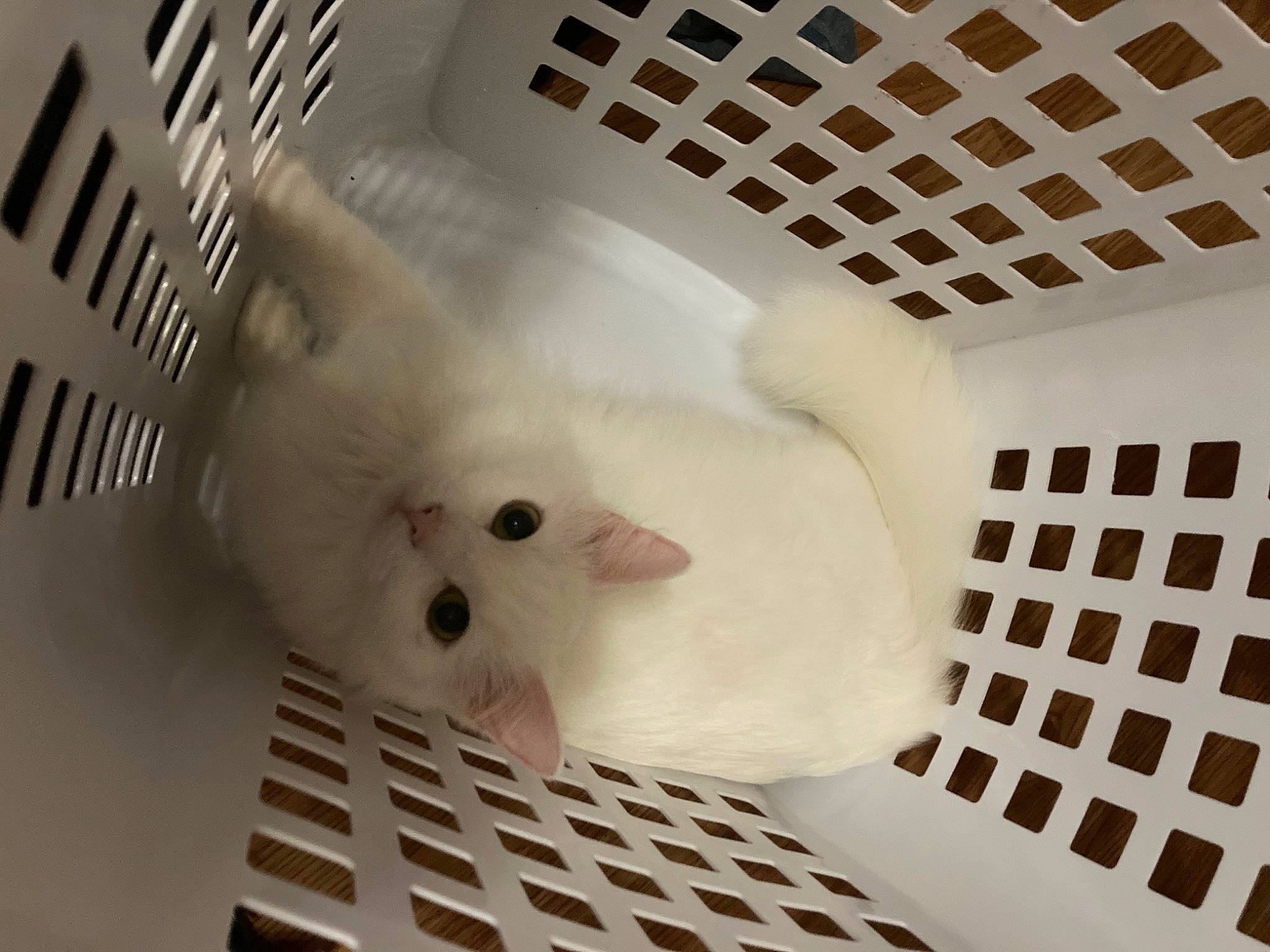 Cloud joined the competition — help win amazing prizes! cage, canidae, companion_dog, felidae, fur, hamster, mesh, mouse, packing_materials, paw, pet_supply, room, small_to_medium_sized_cats, snout, tail, whiskers