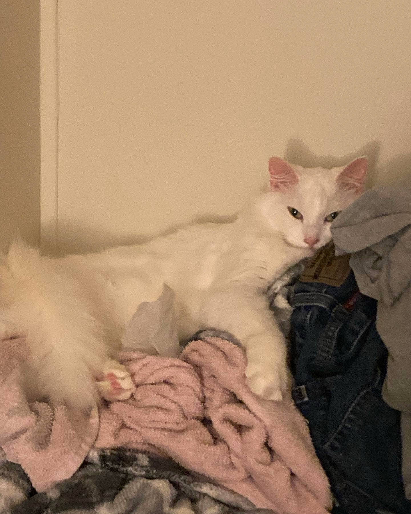 Cloud is registered to the contest to win money with this photo: bed, carnivore, cat, comfort, domestic_short_haired_cat, felidae, fur, linens, paw, sitting, small_to_medium_sized_cats, tail, whiskers