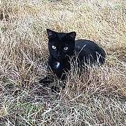 Zazou participe au concours pour gagner de l'argent avec cette photo : black_cat, cat, animal, grass, outdoor, nature, feline, pet, lying_down, green_eyes, wildlife, dry_grass, mammal, eyes, whiskers, ear, quiet, relaxed, camouflage, alert