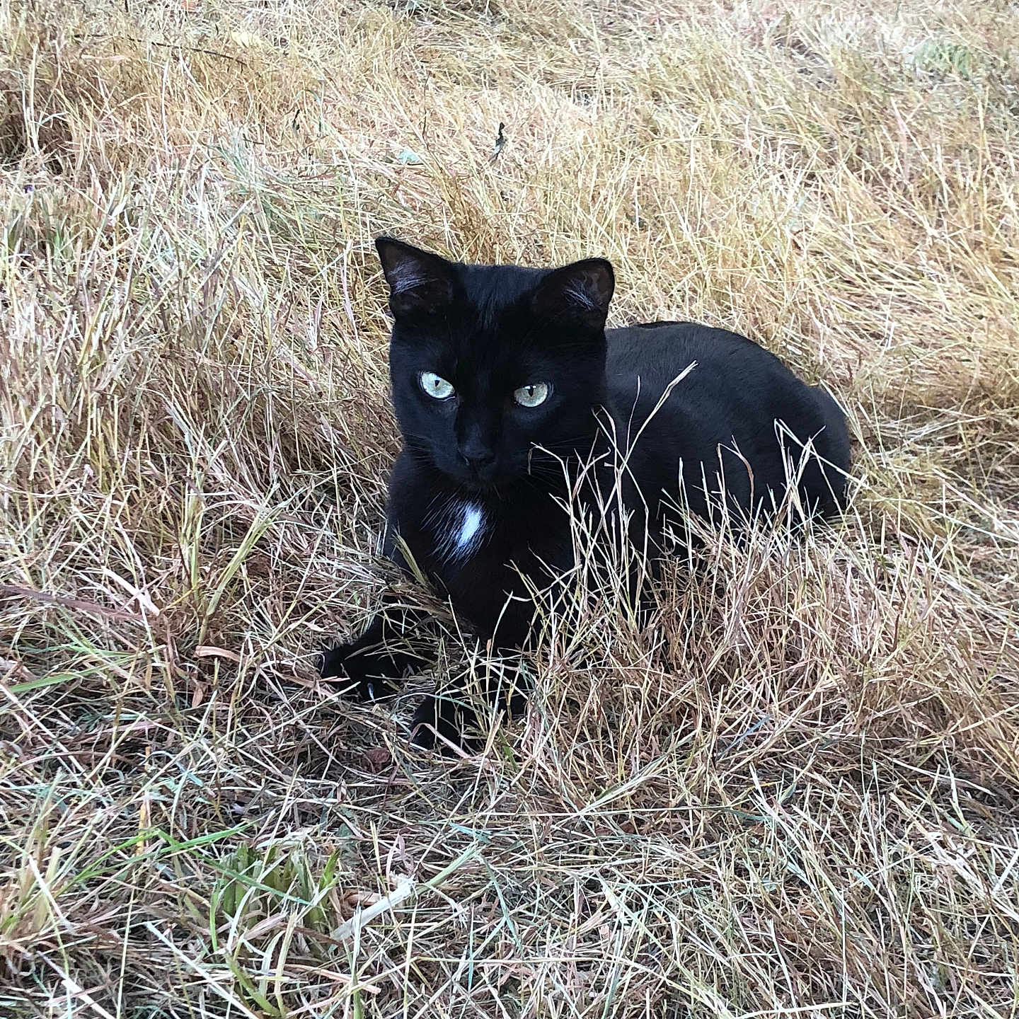 Zazou participe au concours pour gagner de l'argent avec cette photo : alert, animal, black_cat, camouflage, cat, dry_grass, ear, eyes, feline, grass, green_eyes, lying_down, mammal, nature, outdoor, pet, quiet, relaxed, whiskers, wildlife