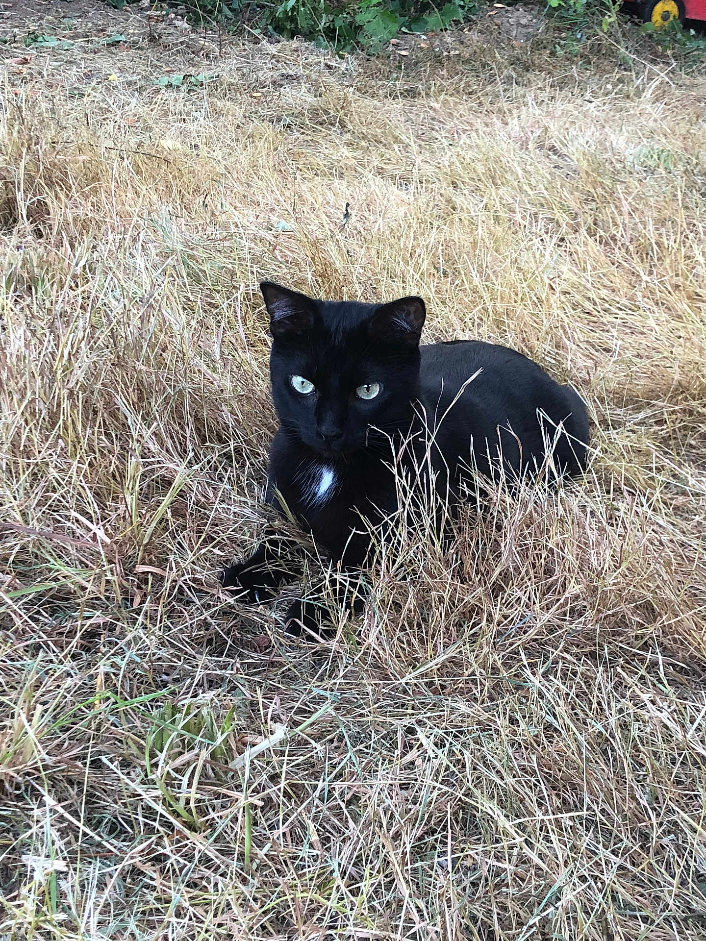 Zazou