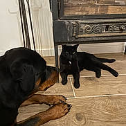 Zazou participe au concours pour gagner de l'argent avec cette photo : animal, black_cat, cat, companion, cozy, curious, dog, domestic, fireplace, floor, home_interior, indoors, pet, quiet, relaxed, resting, rottweiler, vintage, wood, wooden_floor