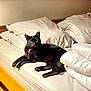 Zazou participe au concours pour gagner de l'argent avec cette photo : animal, bed, black_cat, blanket, cat, cozy, cute, domestic, feline, fur, home, indoor, pet, pillow, quiet, relaxed, resting, sleeping_area, white_bedding, wooden_bedframe