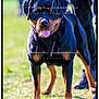 rottweiler, dog, canine, pet, animal, grass, outdoor, leash, tongue_out, happy, black_and_tan, standing, person, sunlight, daytime, nature, portrait, friendly, mammal, companion