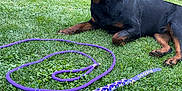 Vanaheim participe au concours pour gagner de l'argent avec cette photo : rottweiler, dog, grass, leash, collar, flower, garden, pet, animal, outdoor, greenery, pink_flower, canine, resting, happy, tongue_out, summer, nature, playful, relaxed