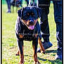 rottweiler, dog, canine, pet, animal, leash, grass, outdoor, sunlight, person, black_coat, tongue_out, walking, companion, friendly, alert, standing, shadow, nature, owner