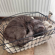 Minette participe au concours pour gagner de l'argent avec cette photo : basket, cat, close_up, comfy, cozy, curled_up, domestic_animal, feline, fur, gray_fur, home, indoor, peaceful, pet, quiet, relaxing, resting, sleeping, towel, wooden_floor