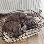 basket, cat, close_up, comfy, cozy, curled_up, domestic_animal, feline, fur, gray_fur, home, indoor, peaceful, pet, quiet, relaxing, resting, sleeping, towel, wooden_floor