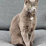 Minette a rejoint le concours — aidez-le/la à gagner de superbes lots ! alert, animal, cat, couch, cozy, cute, domestic_cat, feline, fur, furniture, gray_cat, home, indoor, mammal, pet, portrait, relaxed, sitting, whiskers, yellow_eyes