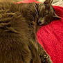 Minette a rejoint le concours — aidez-le/la à gagner de superbes lots ! animal, blanket, cat, closeup, comfort, cozy, cute, domestic_cat, fur, grey_fur, indoor, mammal, paw, pet, quiet, relaxed, resting, sleeping, soft, whiskers