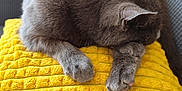 Minette participe au concours pour gagner de l'argent avec cette photo : animal, cat, couch, cozy, domestic, feline, fur, furry, gray_cat, home, indoor, nap, paw, pet, relaxed, resting, sleeping, soft, textured_blanket, yellow_blanket