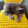 animal, cat, couch, cozy, domestic, feline, fur, furry, gray_cat, home, indoor, nap, paw, pet, relaxed, resting, sleeping, soft, textured_blanket, yellow_blanket