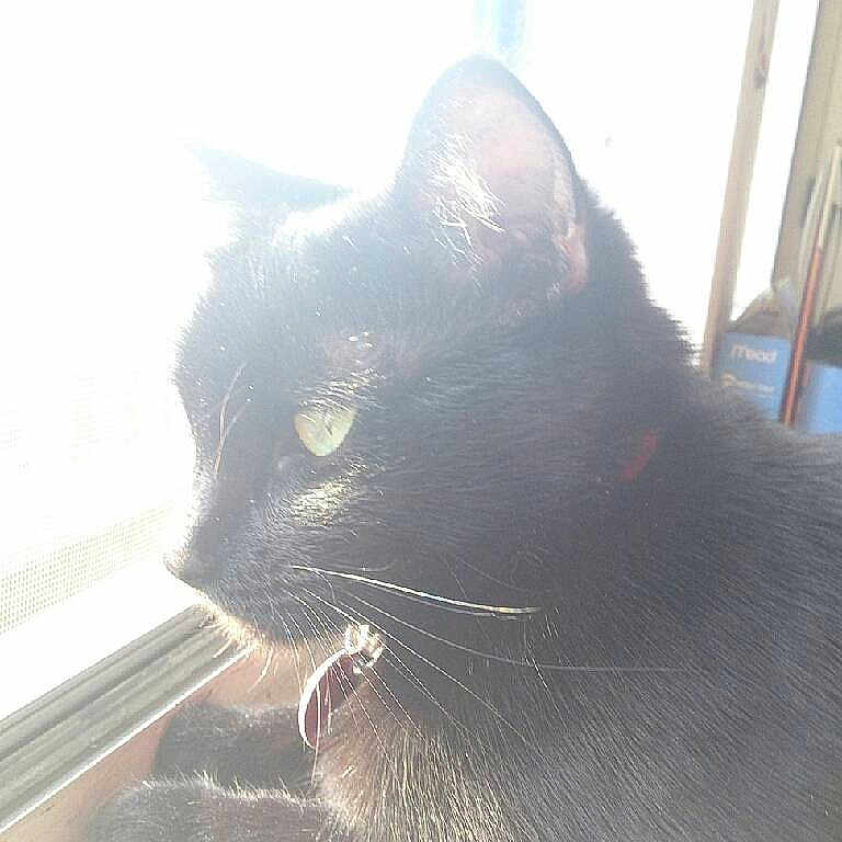 Ebony is registered to the contest to win money with this photo:
