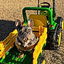 animal, backyard, cute, daytime, dog, french_bulldog, grass, green, outdoor, pet, play, portrait, small_dog, summer, sunlight, toy, toy_tractor, vehicle, wheels, yellow