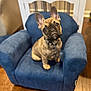 Abraham-Abe joined the competition — help win amazing prizes! animal, blue_chair, collar, cute, dog, domestic_animal, ears, french_bulldog, fur, furniture, head_tilt, indoor, living_room, looking_up, pet, puppy, sitting, small_dog, wooden_floor, young_dog