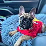 Abraham-Abe is registered to the contest to win money with this photo: animal, blue_cushion, car_interior, close_up, cute, dog, ears, french_bulldog, furry, leisure, nose, paw, pet, pet_bed, portrait, puppy, red_shirt, relaxed, seat, window