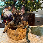 Abraham-Abe is registered to the contest to win money with this photo: dog, puppy, french_bulldog, basket, christmas_tree, ornaments, lights, santa_decoration, rug, green_ribbon, holiday, festive, indoor, wood_floor, cute, pet, animal, decor, cozy, looking