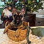dog, puppy, french_bulldog, basket, christmas_tree, ornaments, lights, santa_decoration, rug, green_ribbon, holiday, festive, indoor, wood_floor, cute, pet, animal, decor, cozy, looking