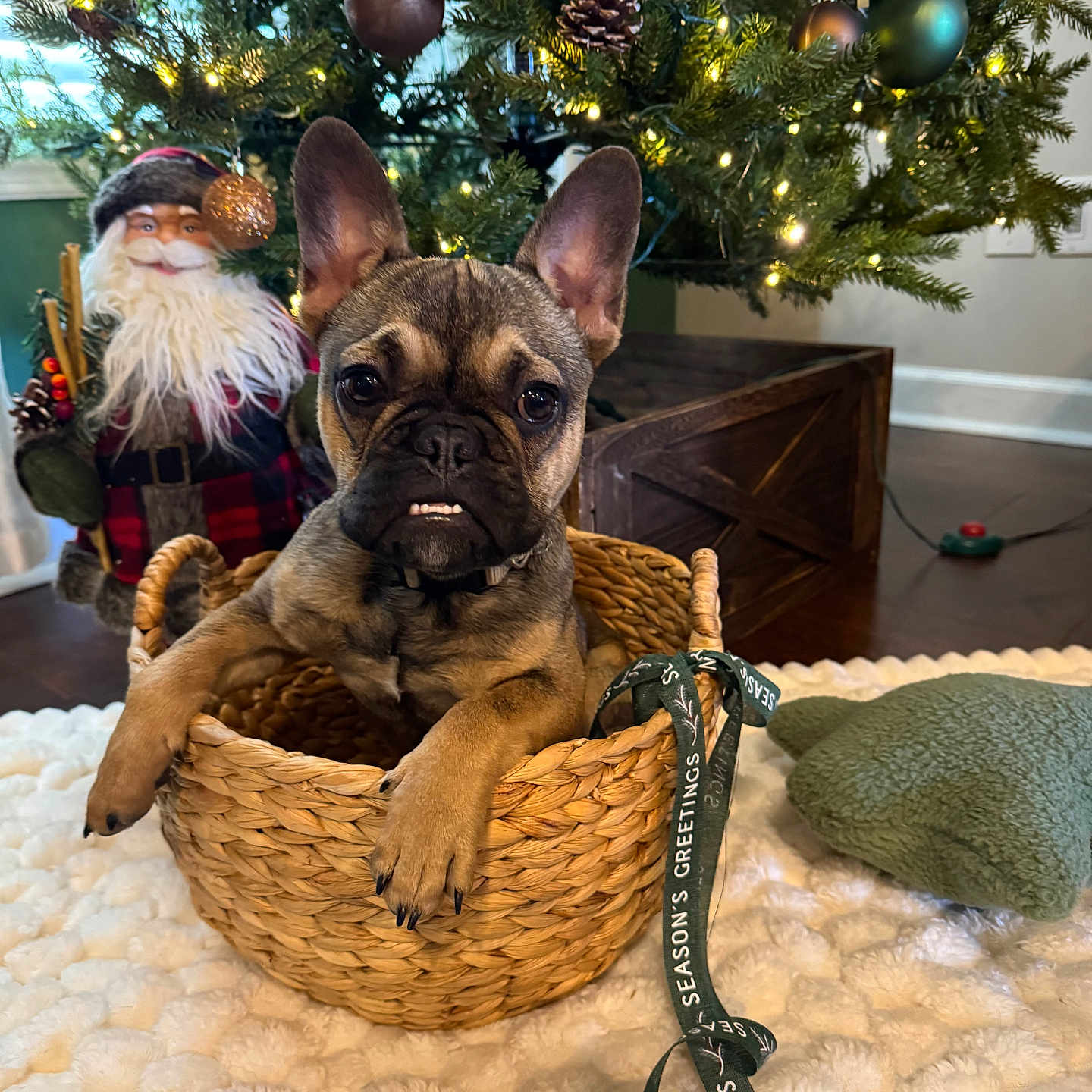 Abraham-Abe is registered to the contest to win money with this photo: animal, basket, christmas_tree, cozy, cute, decor, dog, festive, french_bulldog, green_ribbon, holiday, indoor, lights, looking, ornaments, pet, puppy, rug, santa_decoration, wood_floor