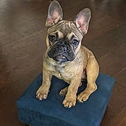 Abraham-Abe joined the competition — help win amazing prizes! french_bulldog, puppy, dog, pet, brown, blue_ottoman, wooden_floor, indoor, cute, small, sitting, ears, looking, animal, domestic_animal, young, fur, four_legs, snout, expression