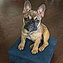 french_bulldog, puppy, dog, pet, brown, blue_ottoman, wooden_floor, indoor, cute, small, sitting, ears, looking, animal, domestic_animal, young, fur, four_legs, snout, expression